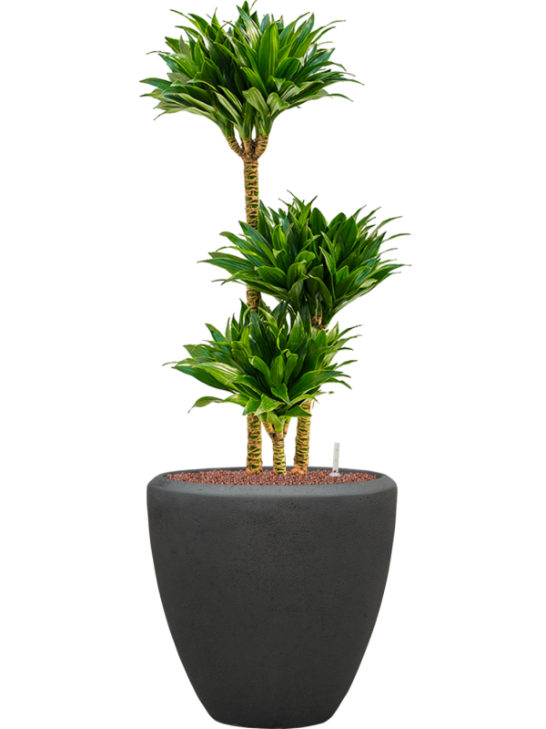 Dracaena fragrans 'Compacta' en Baq Polystone Plain