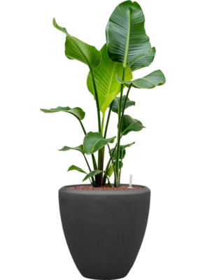 Strelitzia nicolai en Baq Polystone Plain