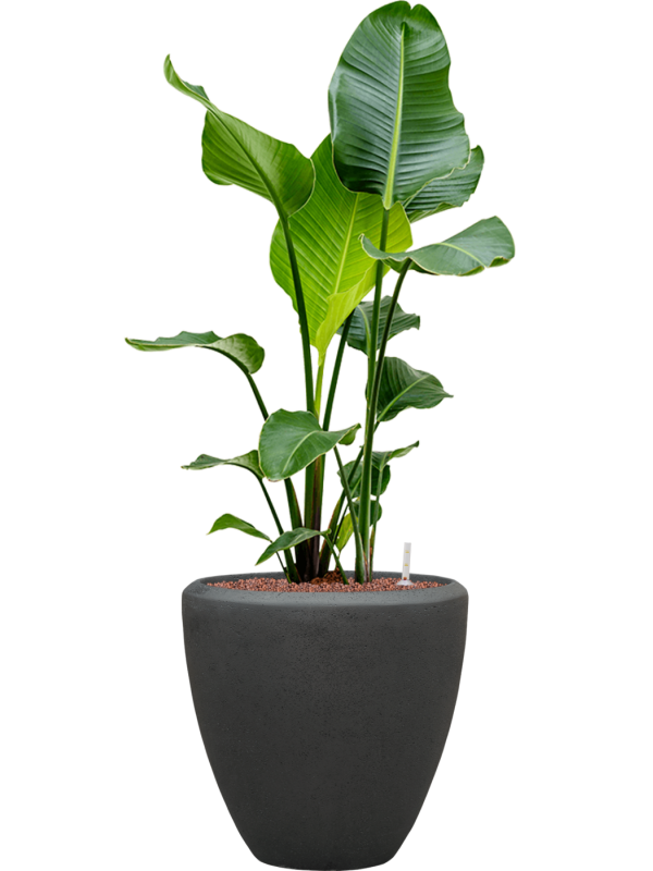 Strelitzia nicolai en Baq Polystone Plain