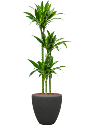 Dracaena fragrans 'Arturo' en Baq Polystone Plain