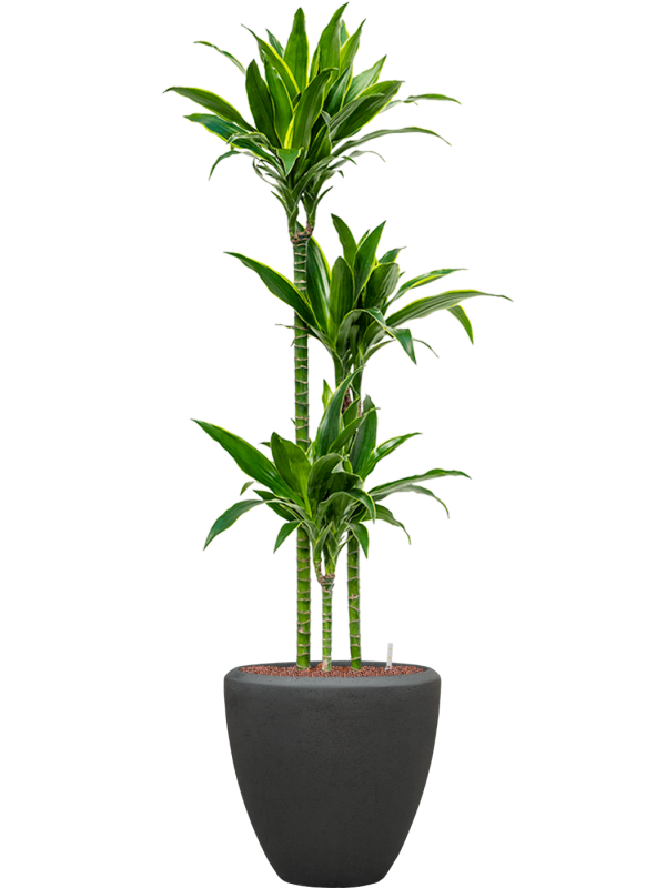 Dracaena fragrans 'Arturo' en Baq Polystone Plain