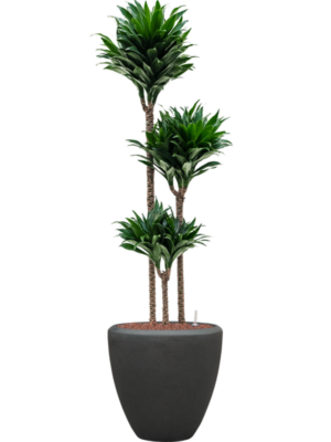 Dracaena fragrans 'Compacta' en Baq Polystone Plain
