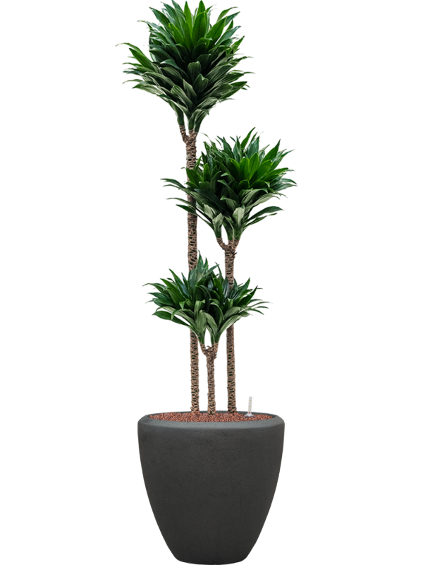 Dracaena fragrans 'Compacta' en Baq Polystone Plain