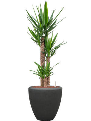 Yucca elephantipes en Baq Polystone Plain