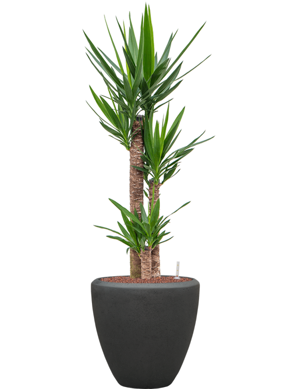 Yucca elephantipes en Baq Polystone Plain