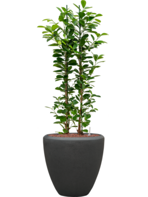Ficus microcarpa 'Moclame' en Baq Polystone Plain