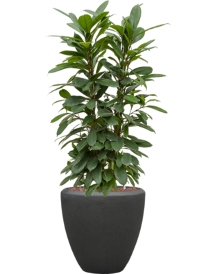 Ficus cyathistipula en Baq Polystone Plain