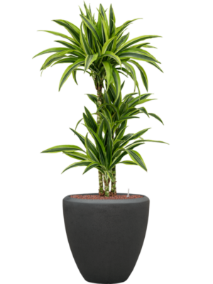 Dracaena fragrans 'Lemon Lime' en Baq Polystone Plain