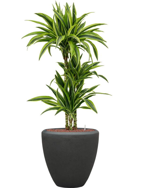 Dracaena fragrans 'Lemon Lime' en Baq Polystone Plain