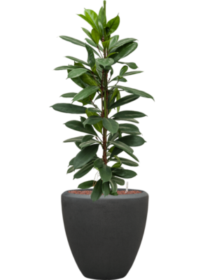Ficus cyathistipula en Baq Polystone Plain