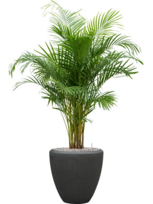 Dypsis (Areca) lutescens en Baq Polystone Plain