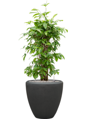 Dracaena surculosa en Baq Polystone Plain