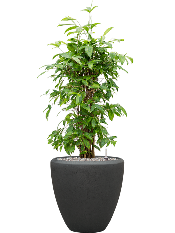 Dracaena surculosa en Baq Polystone Plain