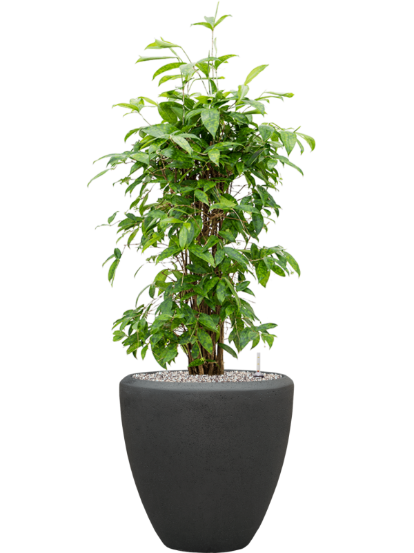 Dracaena surculosa en Baq Polystone Plain