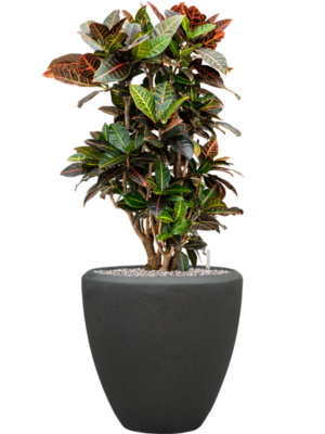 Croton (Codiaeum) variegatum 'Petra' en Baq Polystone Plain