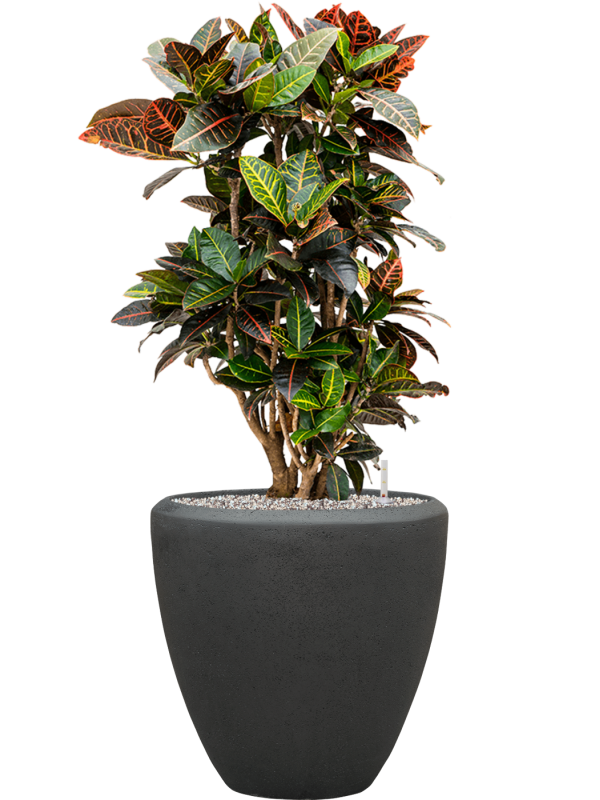 Croton (Codiaeum) variegatum 'Petra' en Baq Polystone Plain