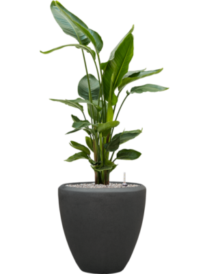 Strelitzia nicolai en Baq Polystone Plain