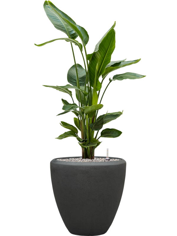 Strelitzia nicolai en Baq Polystone Plain