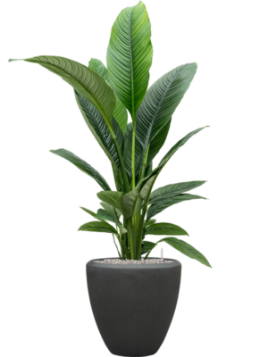 Spathiphyllum 'Sensation' en Baq Polystone Plain