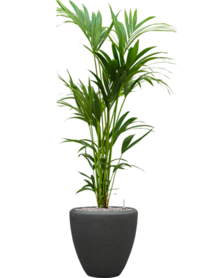 Kentia (Howea) forsteriana en Baq Polystone Plain