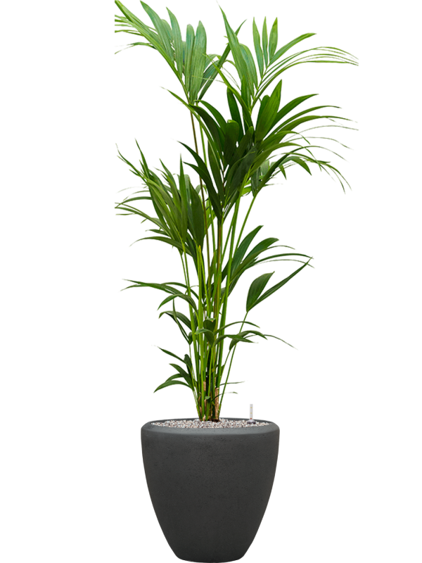 Kentia (Howea) forsteriana en Baq Polystone Plain