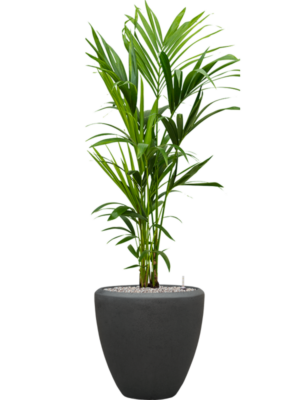 Kentia (Howea) forsteriana en Baq Polystone Plain