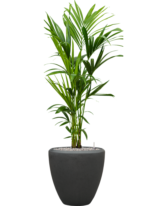 Kentia (Howea) forsteriana en Baq Polystone Plain