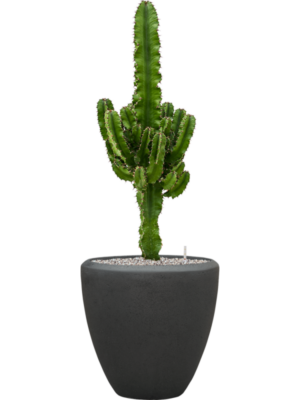 Euphorbia erytrea en Baq Polystone Plain