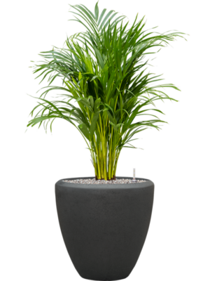 Dypsis (Areca) lutescens en Baq Polystone Plain