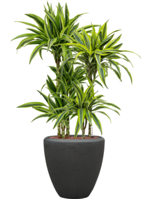Dracaena fragrans 'Lemon Lime' en Baq Polystone Plain