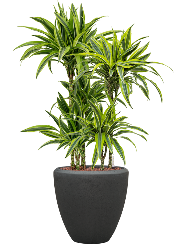 Dracaena fragrans 'Lemon Lime' en Baq Polystone Plain
