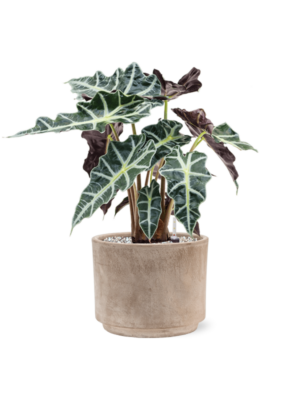 Alocasia 'Polly' en Terra Cotta