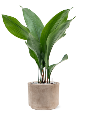 Aspidistra elatior en Terra Cotta