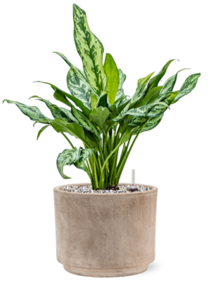Aglaonema 'Miss Julliete' en Terra Cotta