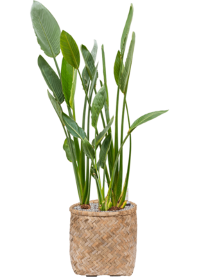 Strelitzia reginae en Bohemian