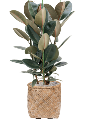 Ficus elastica 'Abidjan' en Bohemian