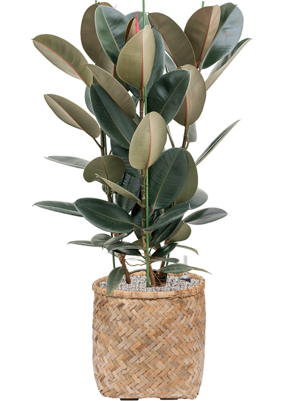 Ficus elastica 'Abidjan' en Bohemian, Pottery Pots