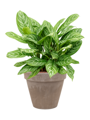 Aglaonema 'Stripes' en Terra Cotta