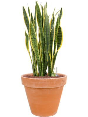 Sansevieria trifasciata 'Laurentii' en Terra Cotta