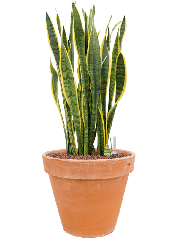 Sansevieria trifasciata 'Laurentii' en Terra Cotta, Den Daas