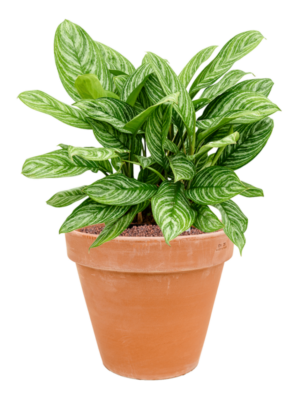 Aglaonema 'Stripes' en Terra Cotta