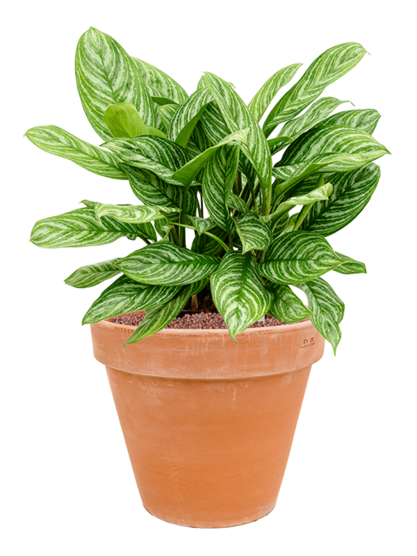 Aglaonema 'Stripes' en Terra Cotta, Den Daas