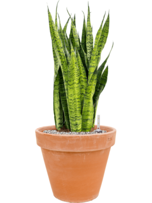 Sansevieria zeylanica en Terra Cotta