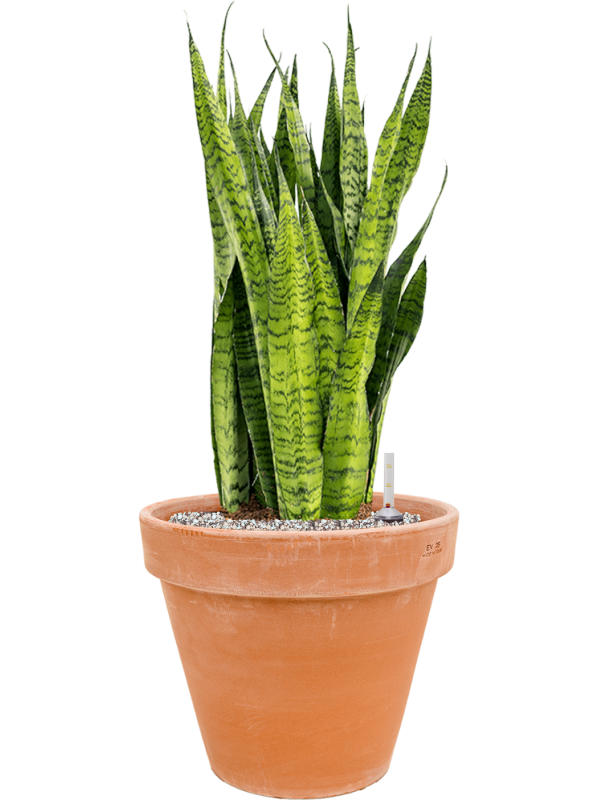 Sansevieria zeylanica en Terra Cotta, Den Daas