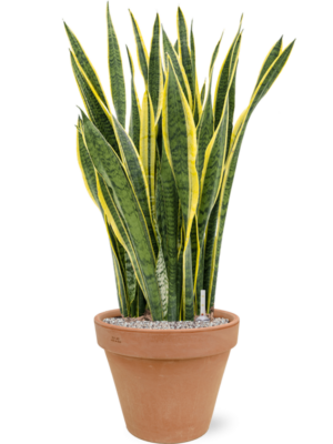 Sansevieria trifasciata 'Laurentii' en Terra Cotta