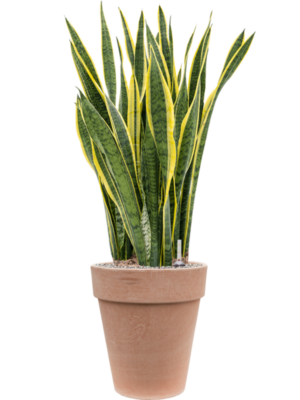 Sansevieria trifasciata 'Laurentii' en Terra Cotta