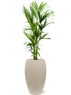 Kentia (Howea) forsteriana en Baq Raindrop