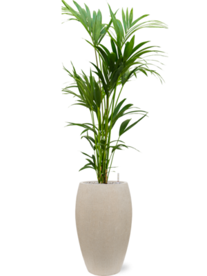 Kentia (Howea) forsteriana en Baq Raindrop