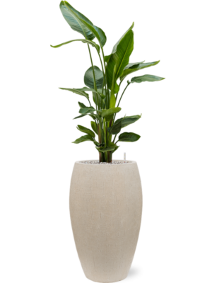 Strelitzia nicolai en Baq Raindrop