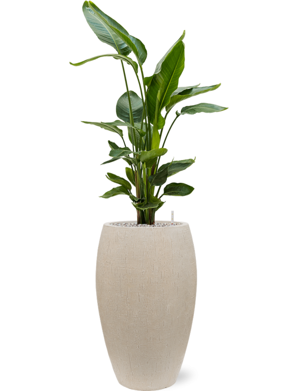 Strelitzia nicolai en Baq Raindrop